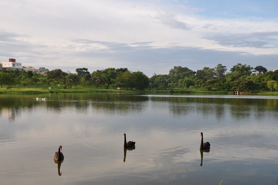 Lago com cisnes ao longe e árvores na margem