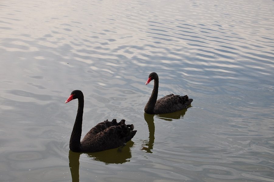 Dois cisnes negros nadando no lago