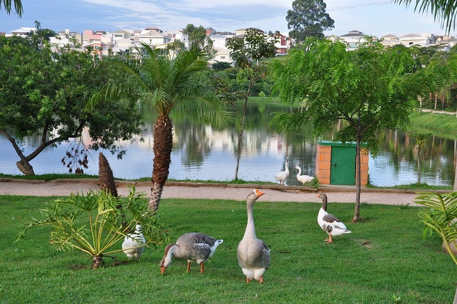 Gansos e patos no gramado à beira do lago, com palmeira ao fundo